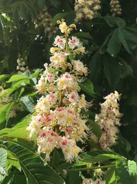 Close-up of flowers