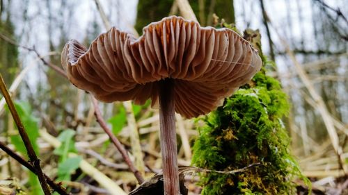 Close-up of mushroom growing in forest