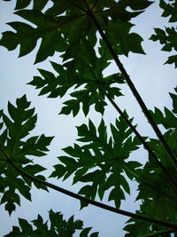 Low angle view of tree against sky