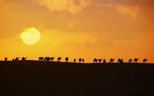 A caravan of camels at sunset