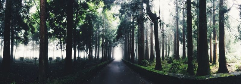 Panoramic view of trees in forest