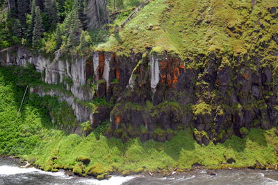 Scenic view of river flowing through forest