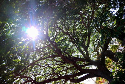 Low angle view of trees in forest