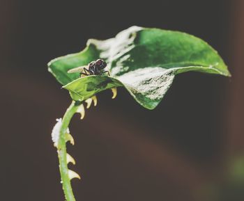 Close-up of insect on plant