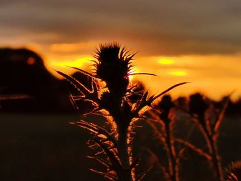 Close-up of silhouette plant on field against romantic sky