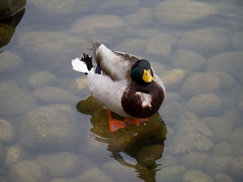 High angle view of duck swimming in lake