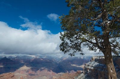 View of trees on landscape against cloudy sky