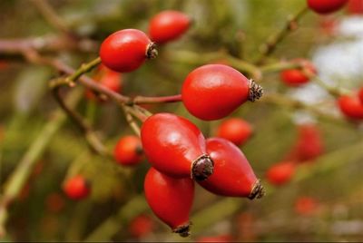 Close-up of tomatoes on tree