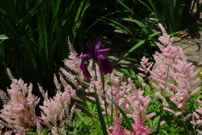 Close-up of pink flowers blooming outdoors