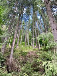 Low angle view of bamboo trees in forest