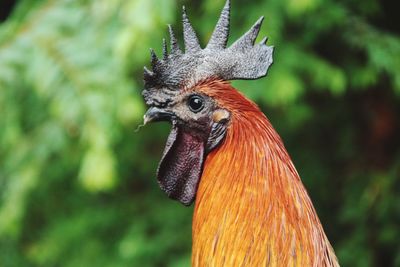 Close-up of bird