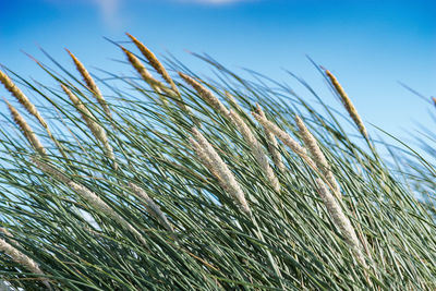 Close-up of stalks against blue sky