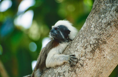 Cotton-top tamarin in a tree