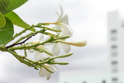 Close-up of white flowering plant