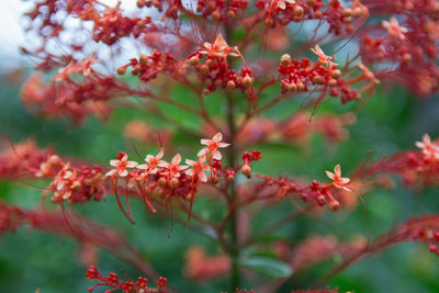 Close-up of red flowering plant