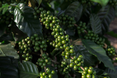 Close-up of berries growing on plant