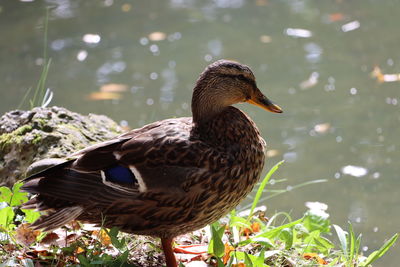 Close-up of mallard duck at lakeshore