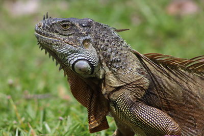 Close-up of a lizard