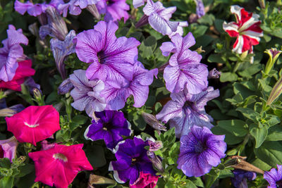 Close-up of purple flowering plants
