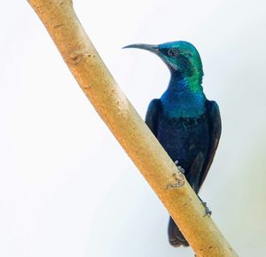 Close-up of bird perching on wall