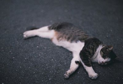 Cat sleeping on street