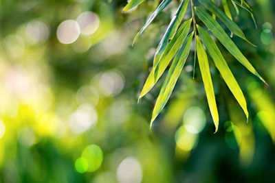 Close-up of plant