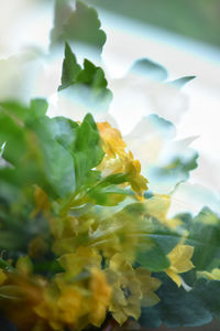 Close-up of yellow flowers