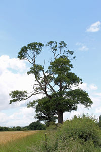 Trees on field against cloudy sky