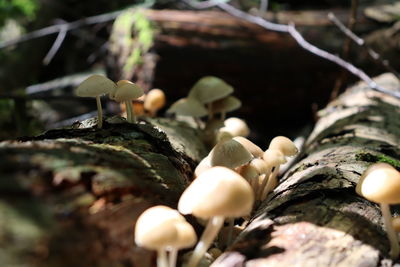 Close-up of mushrooms growing on wood