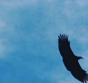 Low angle view of bird flying against sky