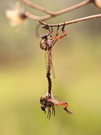 Close-up of insect hanging on plant