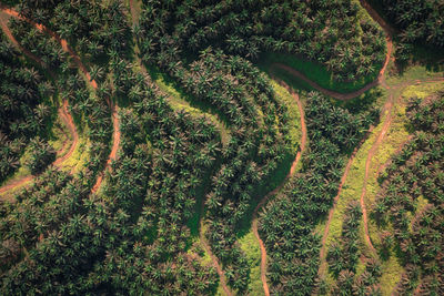 High angle view of trees