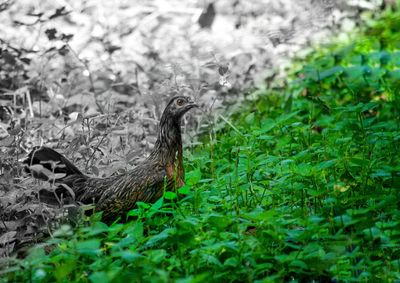 Bird in a field