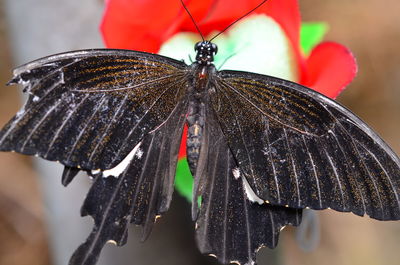 Close-up of butterfly on flower