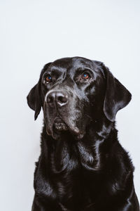 Close-up portrait of black dog against white background