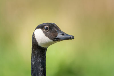 Close-up of a bird looking away