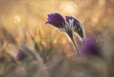 Close-up of purple crocus flowers on field