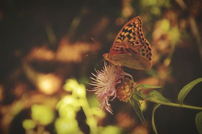 Close-up of butterfly on plant