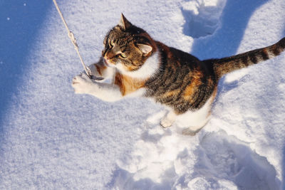 Cat prayer in winter time. felis catus standing in snow and performs a prayer. liza admire her gods