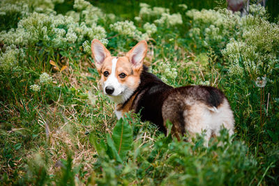 Portrait of a dog on field