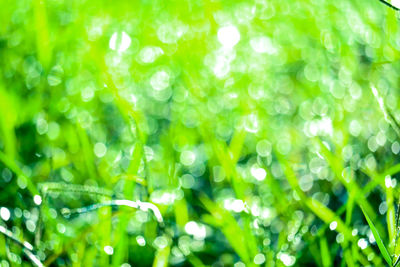 Full frame shot of wet plants