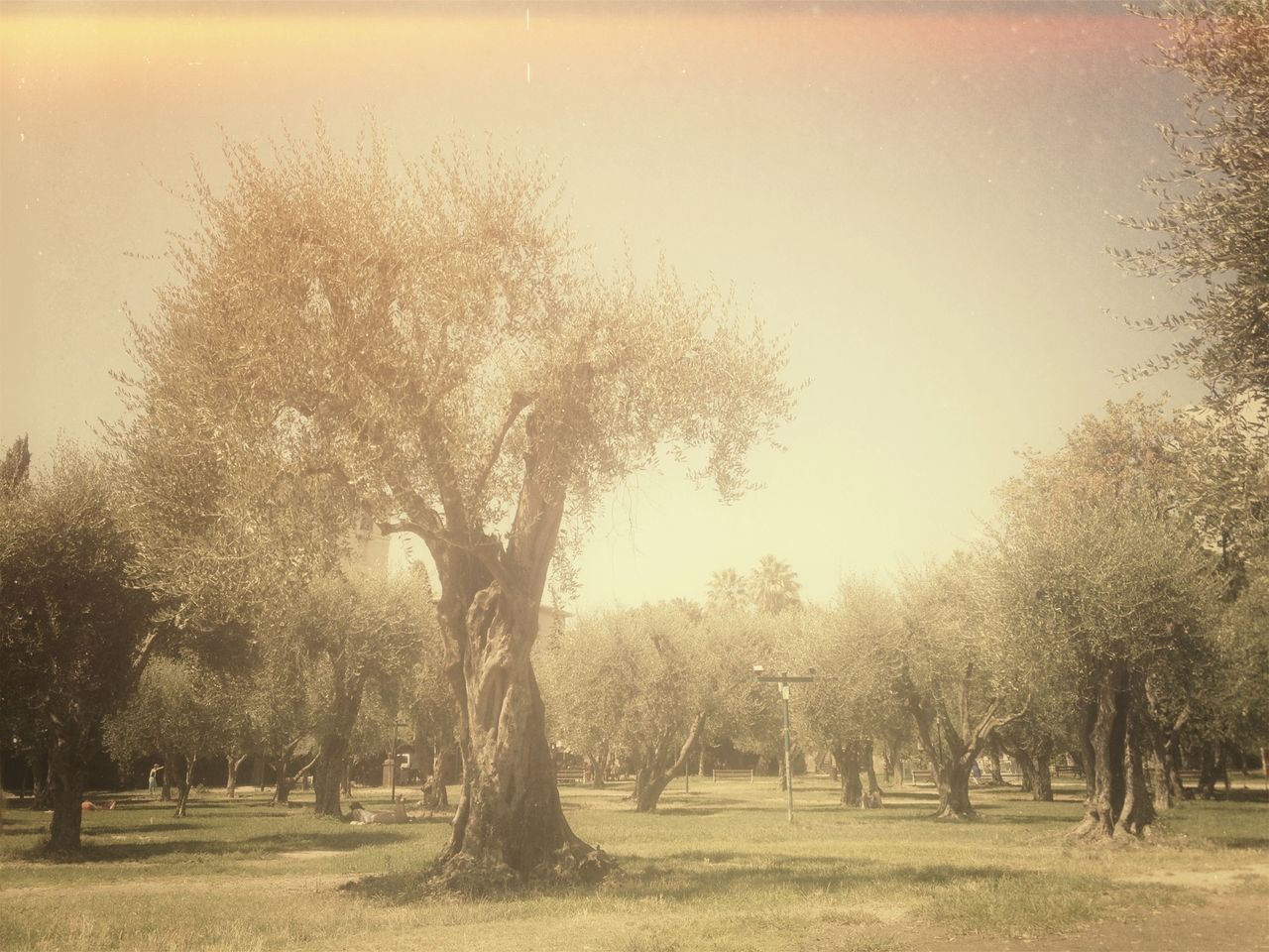 Jardins des Arenès de Cimiez