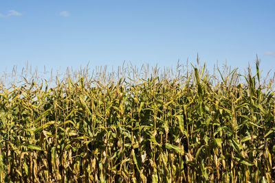 Crops growing on field against clear sky