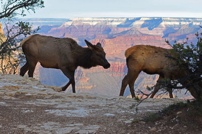 Cows walking against mountains at grand canyon