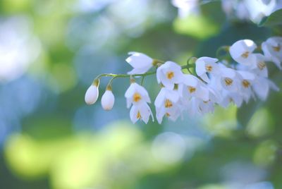 Close-up of white flowering plant