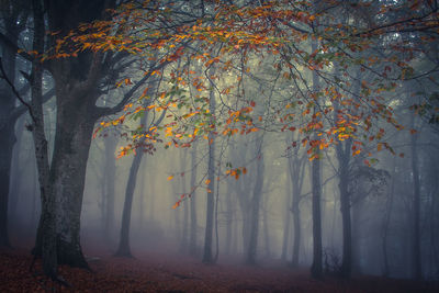 Trees in forest during autumn with fog