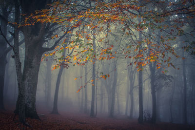 Trees in forest during autumn