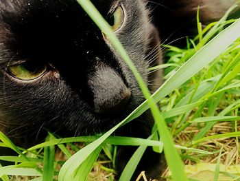 Close-up of lizard on grass