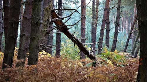 Trees in forest