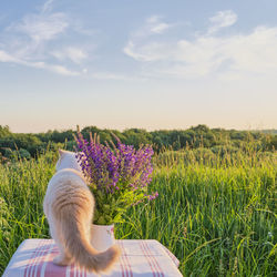 View of purple flowering plants on field